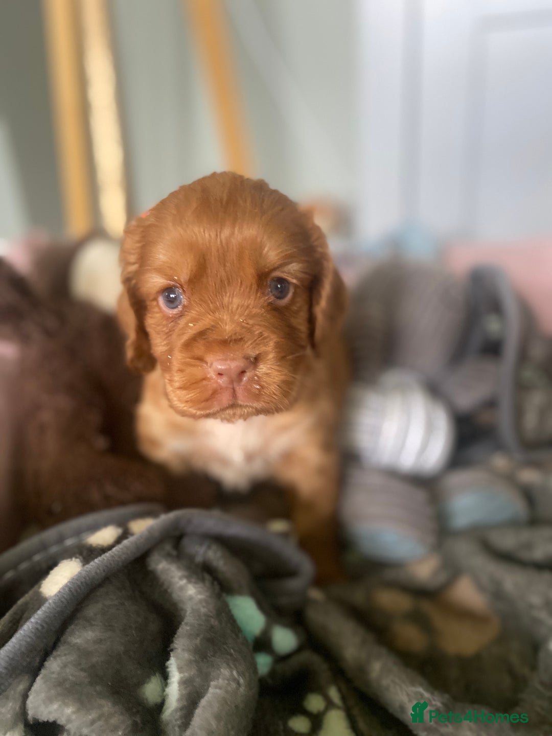 Cocker Spaniel dogs for sale: cocker spaniel puppies - Image 10