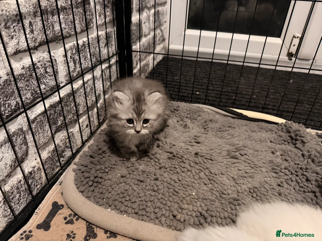 Persian cats for sale: Ready soon, 5 persian X kittens - Advert 17