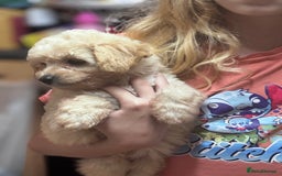 Cavapoo dogs for sale: Caverpoo babies  - Image 6