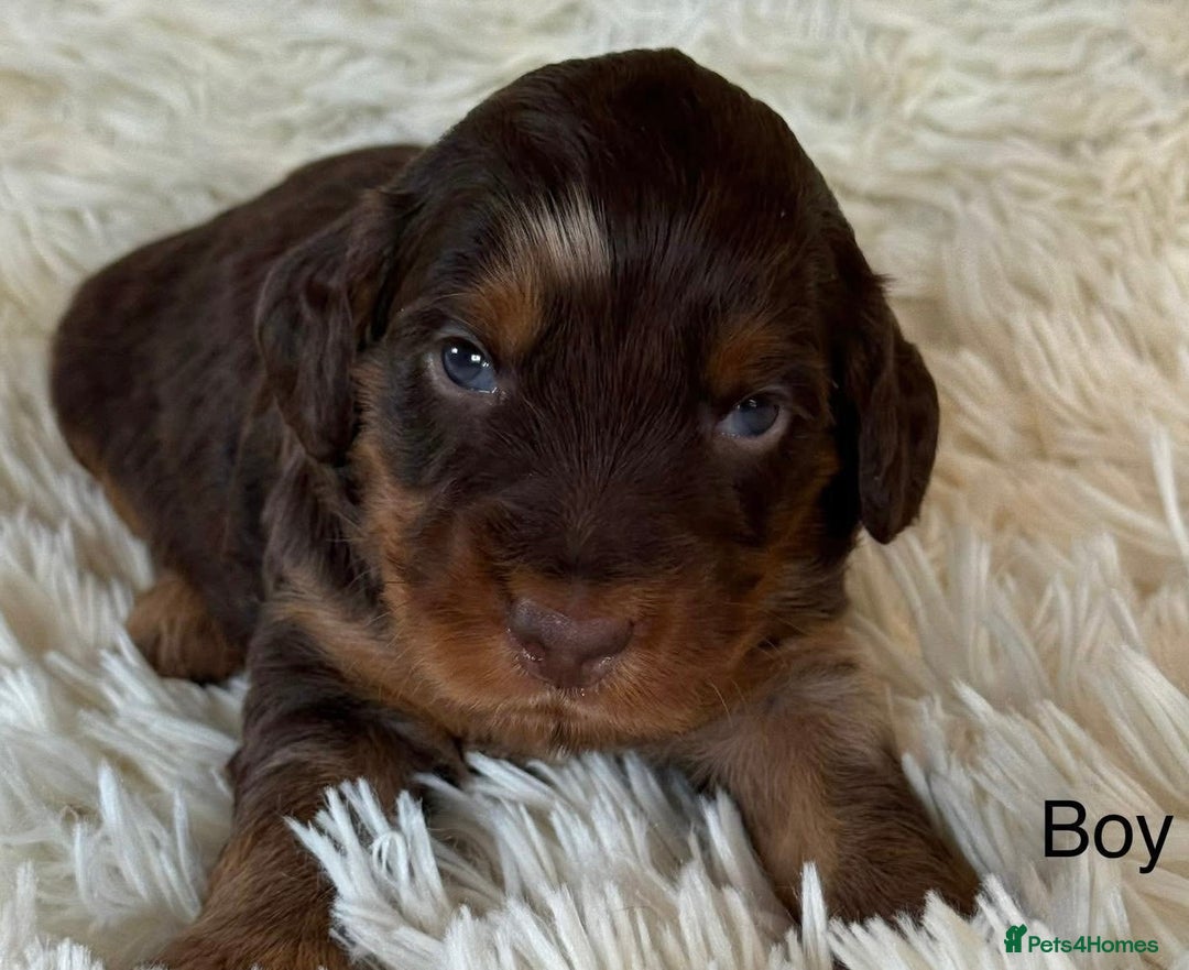 Cockapoo dogs for sale: Beautiful Merle cockapoo puppies ready 19th August - Image 2