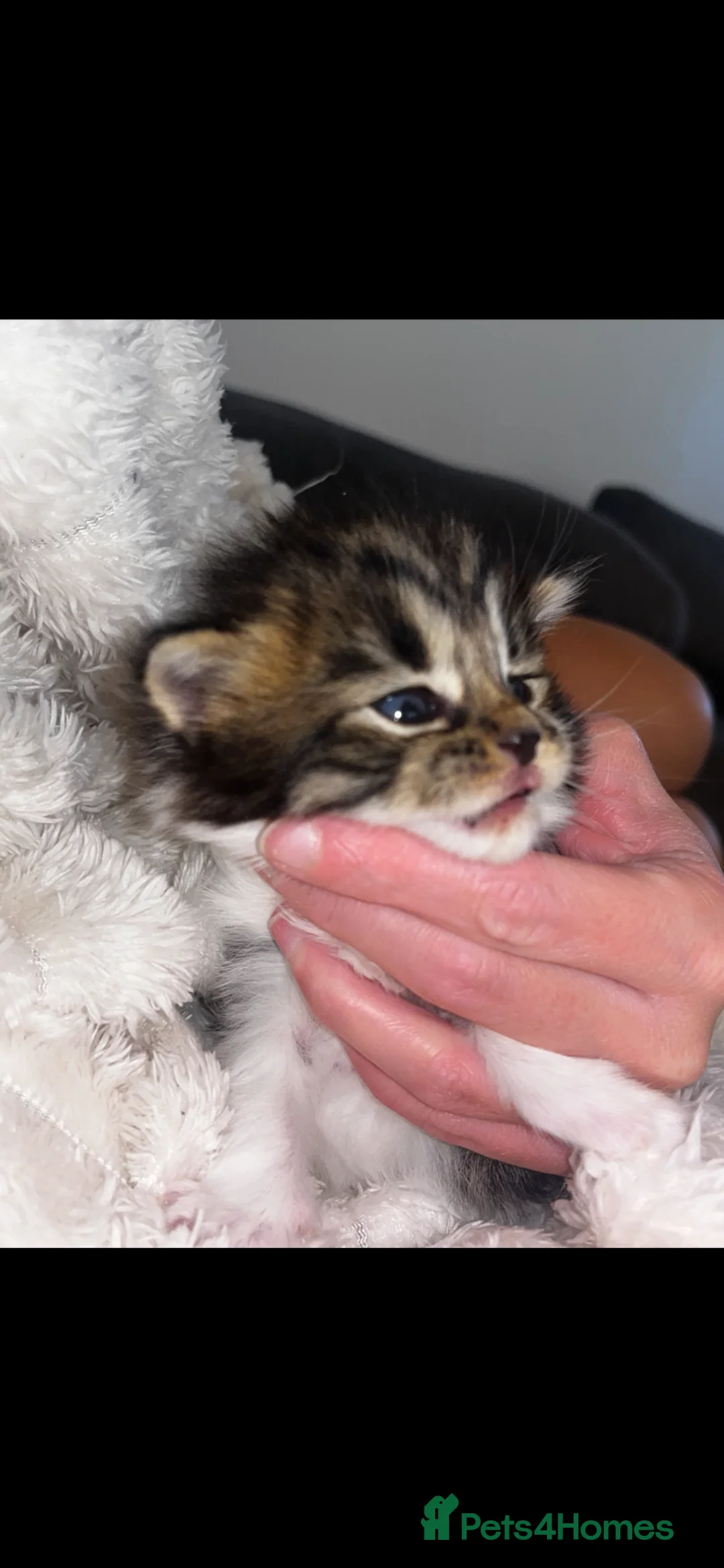 Mixed Breed cats for sale: 3 gorgeous male kittens  - Advert 2