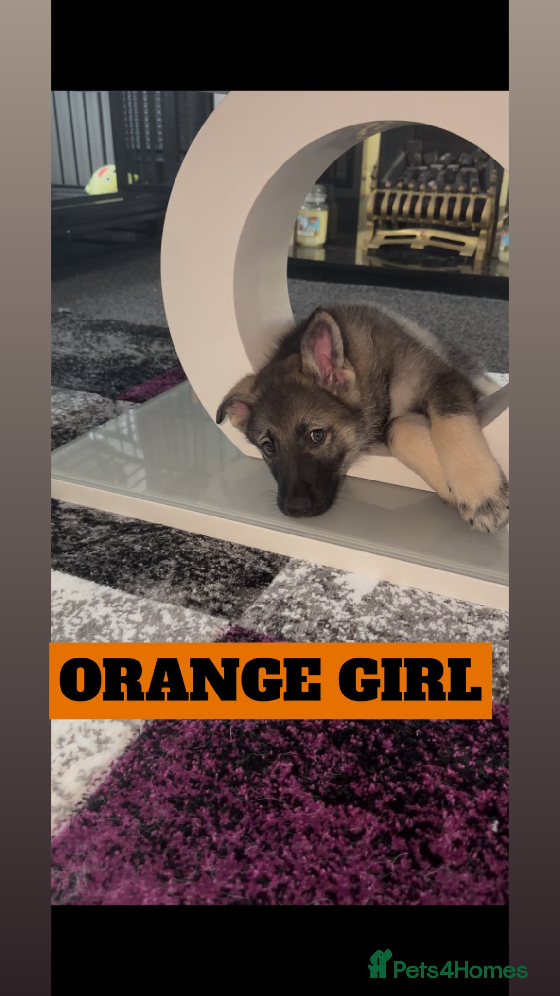 Shepsky dogs READY TO LEAVE German Shepherd cross Husky Puppies - Advert 11