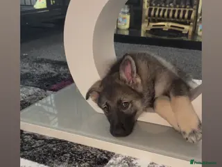 Shepsky dogs READY TO LEAVE German Shepherd cross Husky Puppies - Advert 11