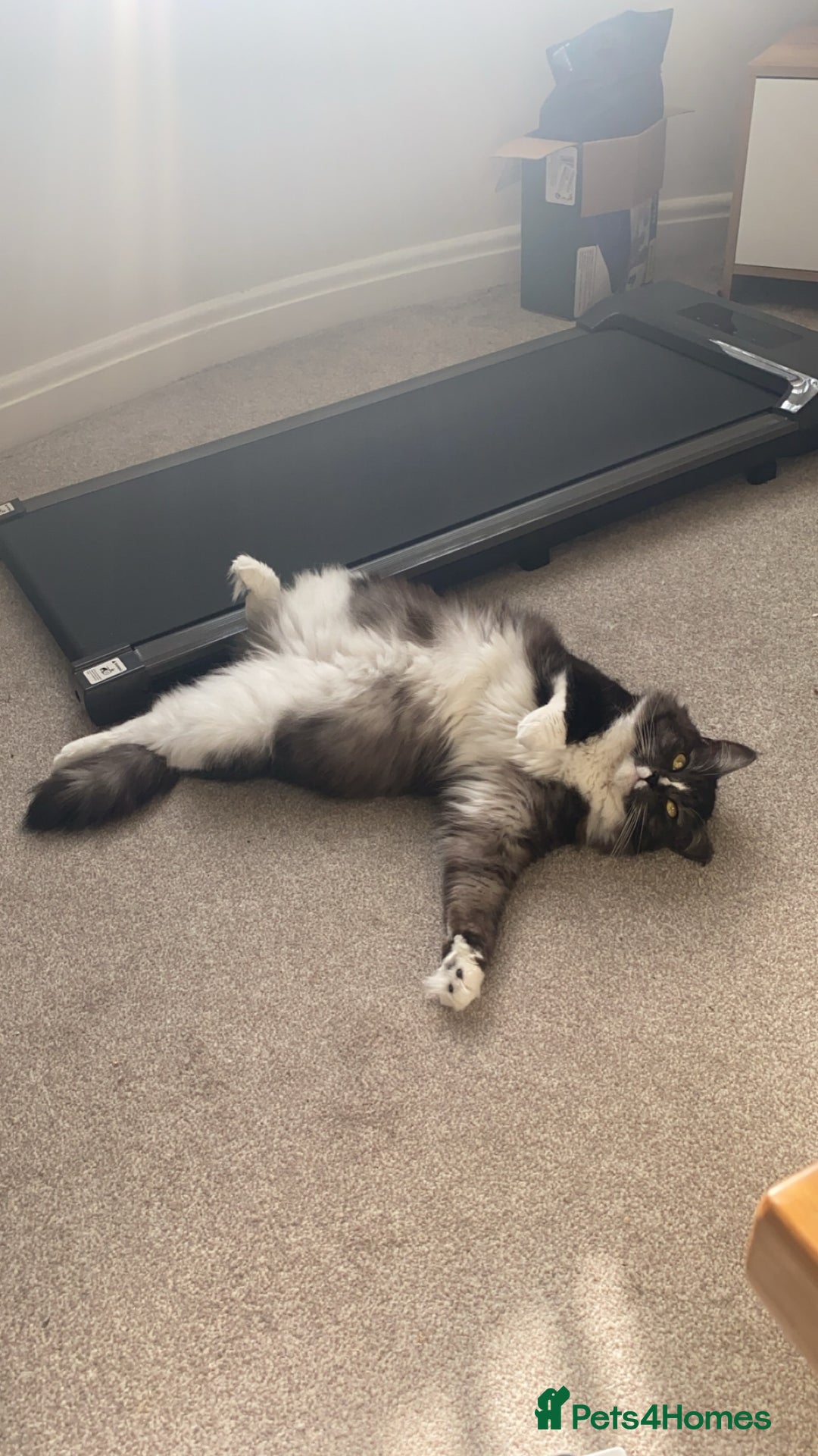 Mixed Breed cats for sale: Mila female 3 year old - Advert 5