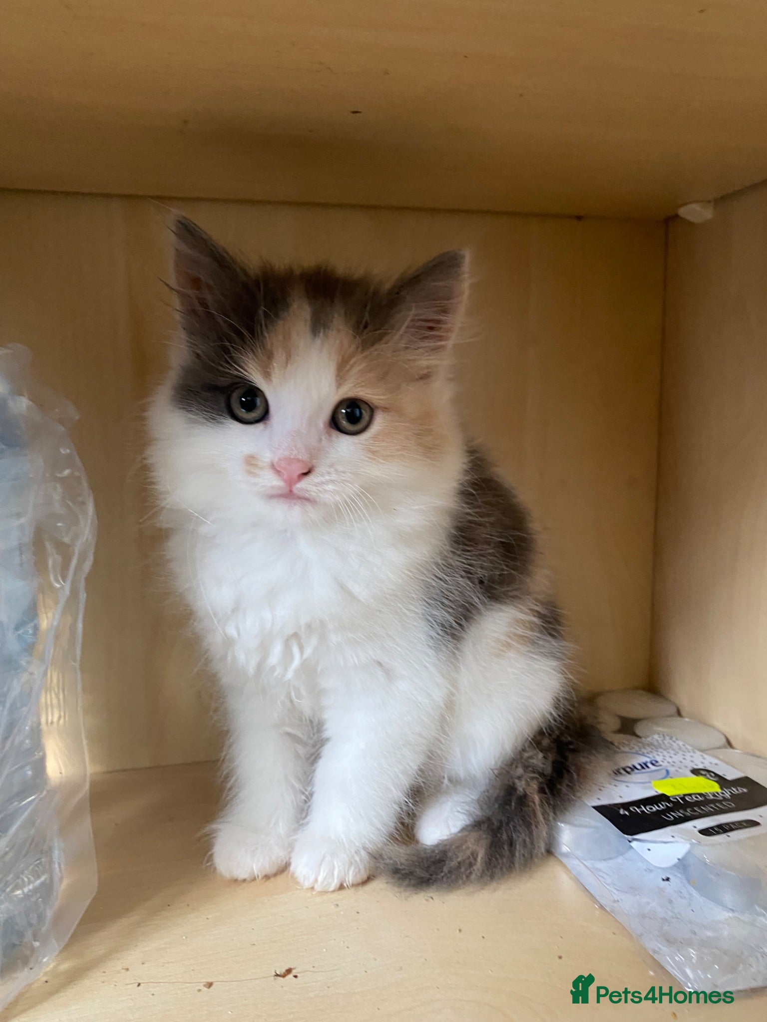 Mixed Breed cats 4 Beautiful Kittens Ready for Their Forever Homes - Advert 2