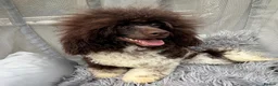 Toy Poodle dogs for stud: KC REG EXTENSIVELY HEALTH TESTED PARTI STUD  - Advert 5