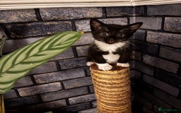 American Shorthair cats for sale: American short hair tabby kittens - Image 9