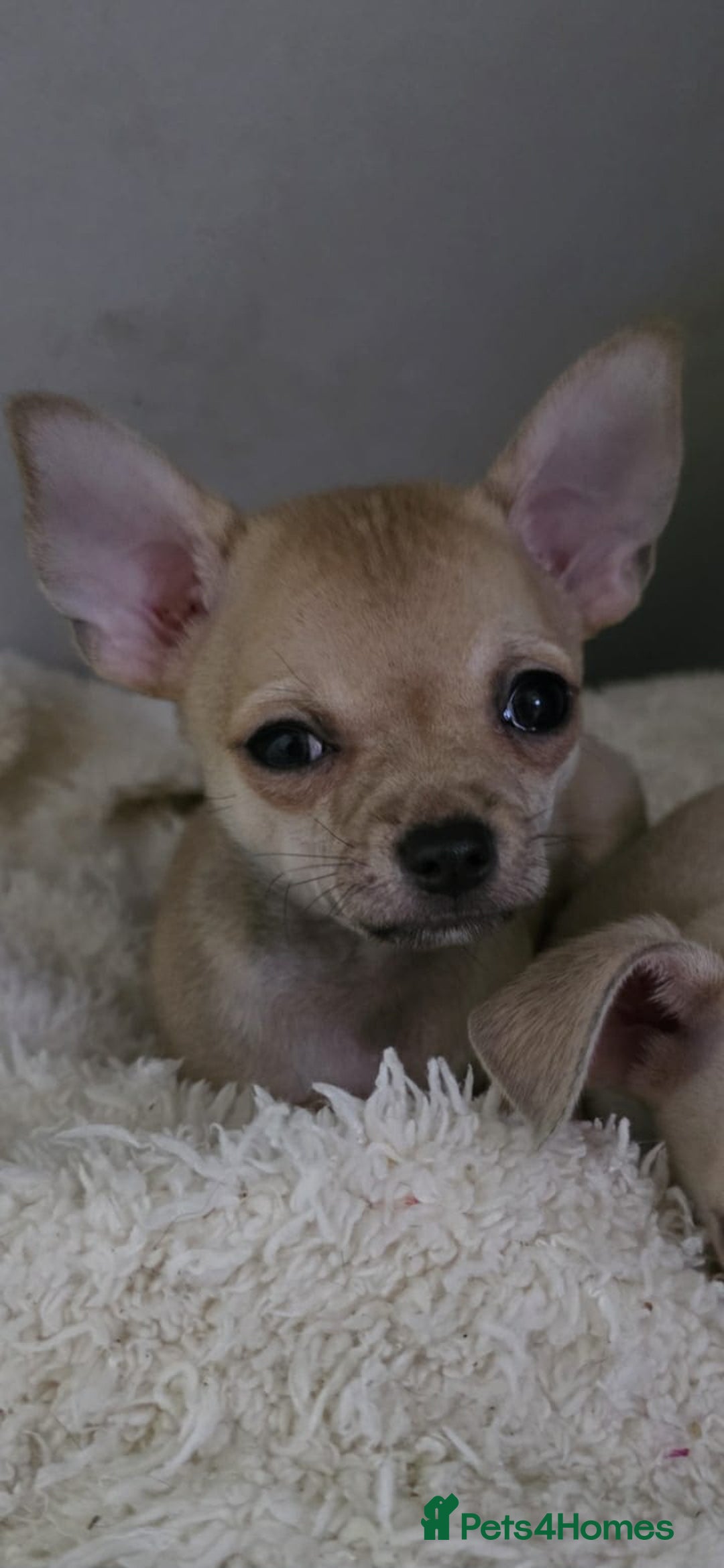 Chihuahua dogs for sale: 4 boys chihuahua puppies  - Advert 4