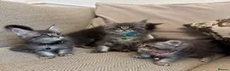 Maine Coon cats for sale: Pure Maincoon Kittens  - Advert 11