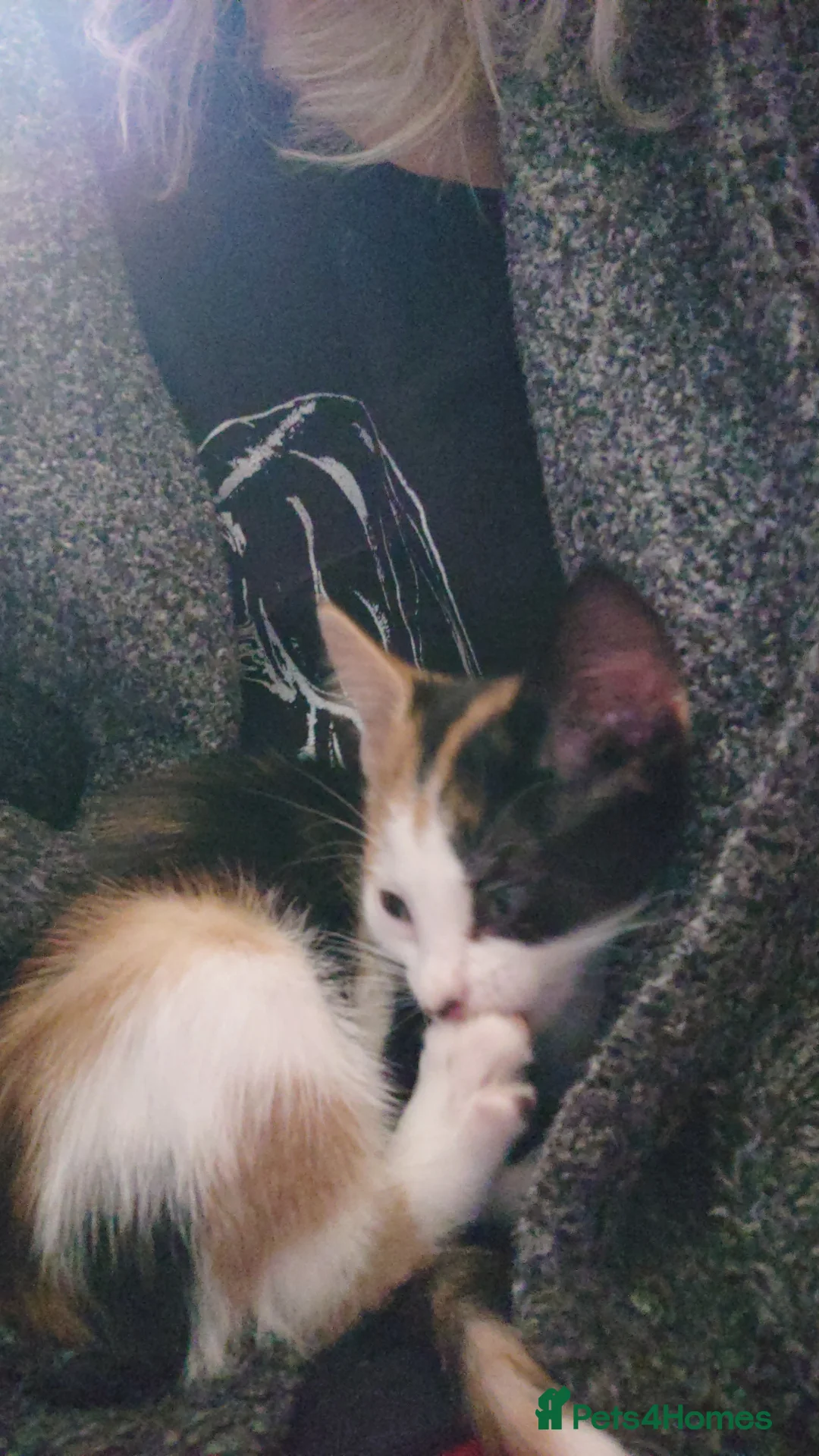 Mixed Breed cats for sale: kittins for sale to a really good home  in Alcester - Advert 5