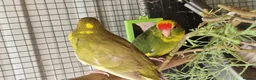 Parrots birds for sale: 5x kakarikis chicks ready now - Advert 15