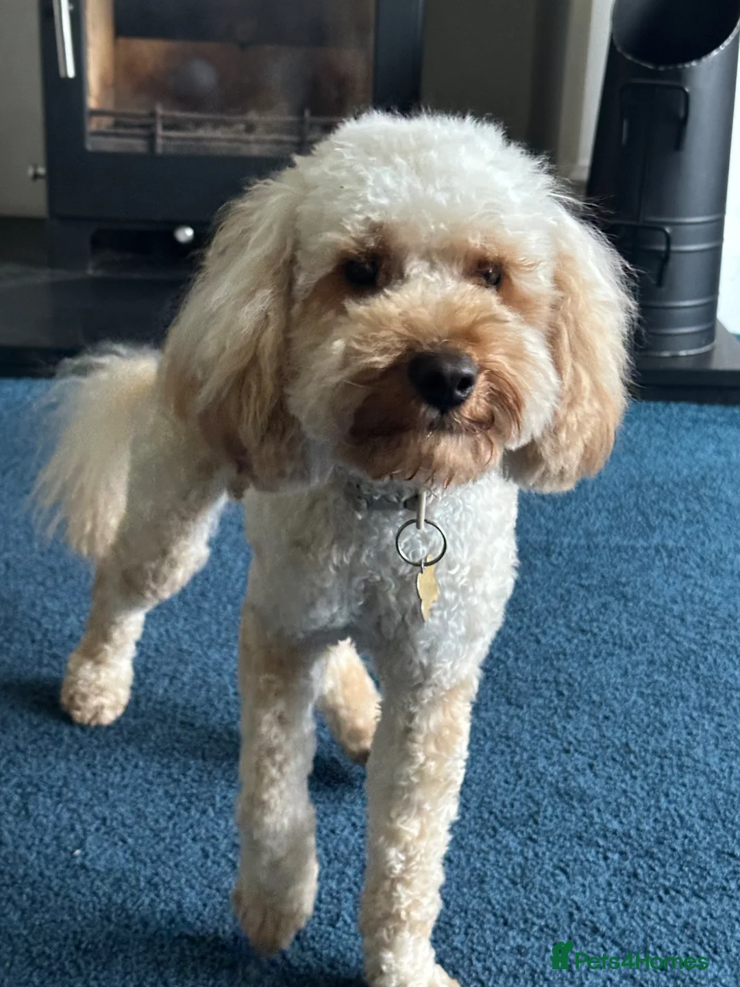 Cockapoo dogs for sale: Cockapoo Puppy 17 months - Advert 2