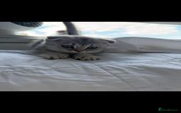 Scottish Fold cats for sale: Scottish Fold Kittens Variety of Colours - Image 19