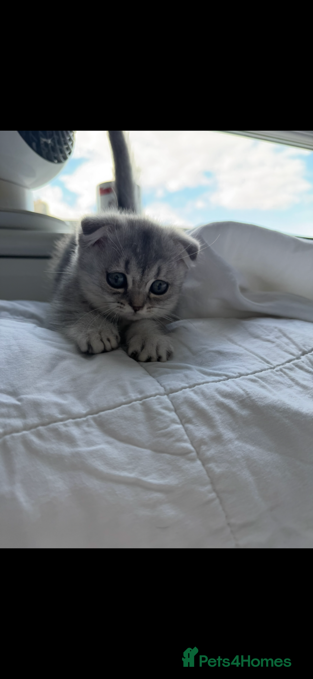 Scottish Fold cats for sale: Scottish Fold Kittens Variety of Colours - Image 19