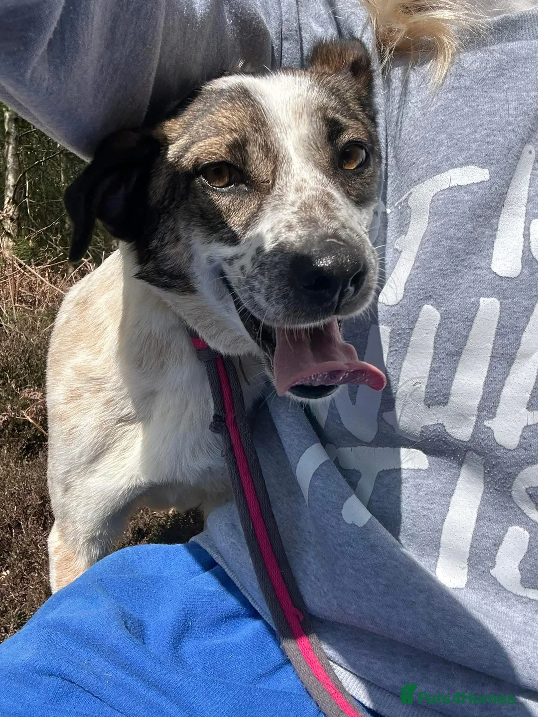 Mixed Breed dogs for adoption: Sherbet - Norwich Norfolk  in Norwich - Advert 17