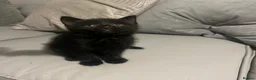 Mixed Breed cats for sale: Two female kittens for sale in Luton - Advert 7