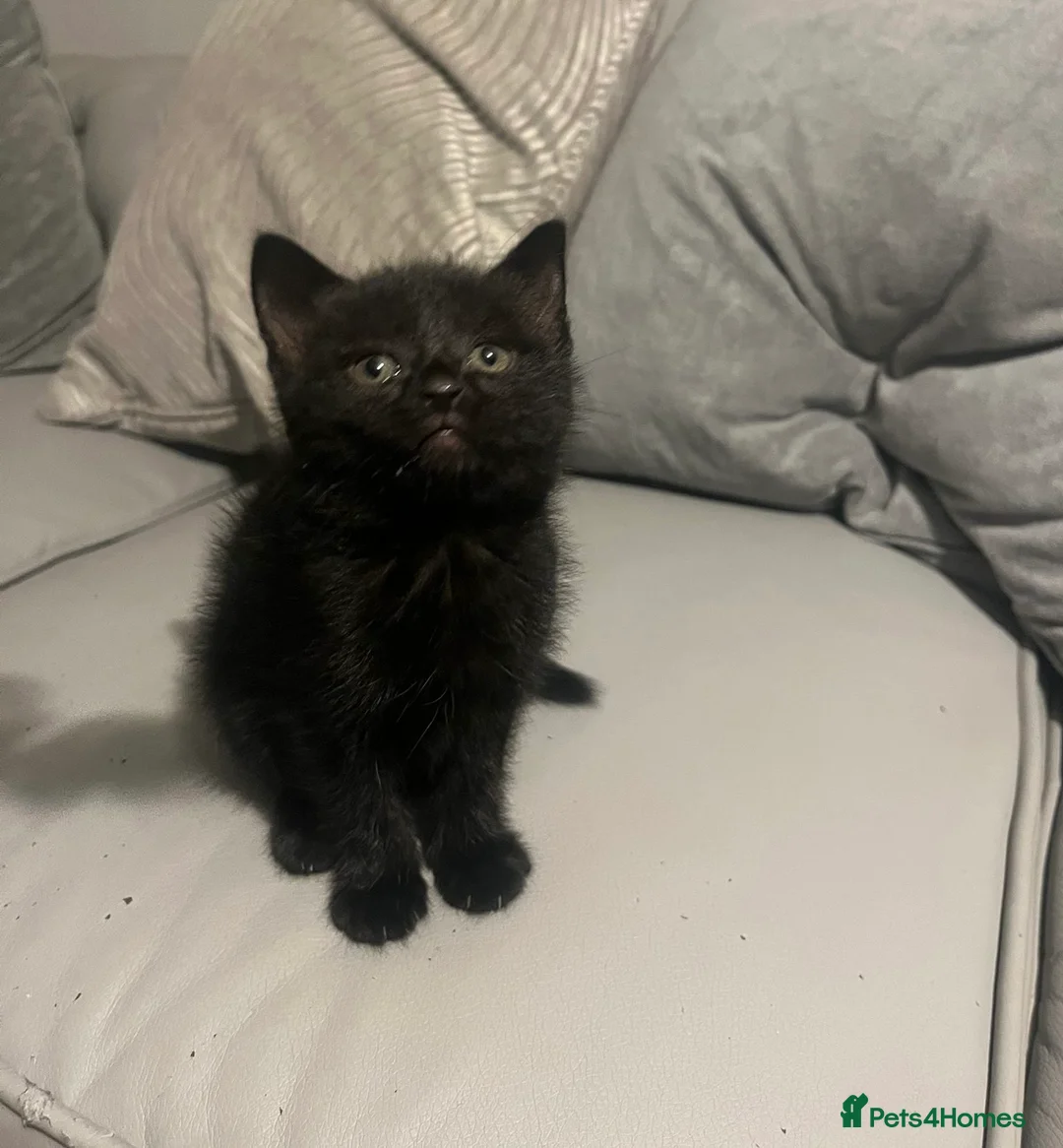 Mixed Breed cats for sale: Two female kittens for sale in Luton - Advert 7