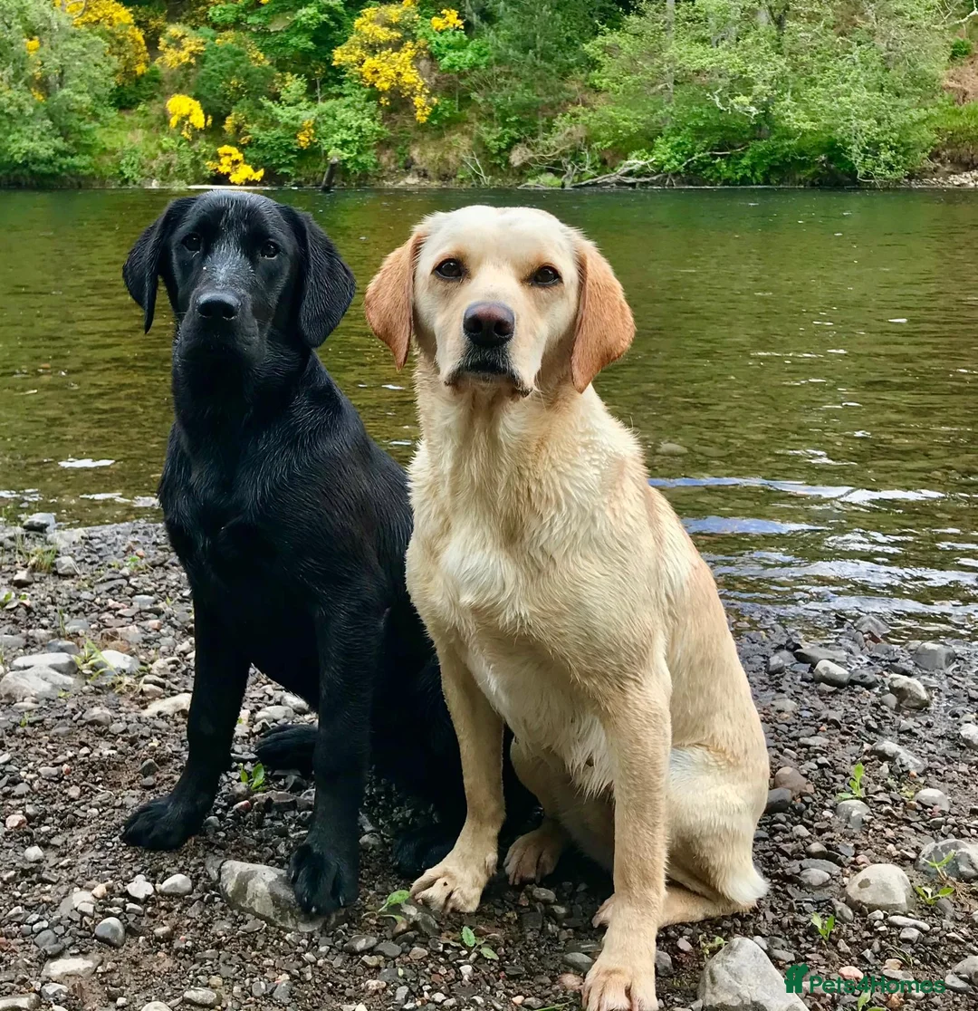 Labrador Retriever dogs for sale: Carefully Bred Labrador Retriever Puppy  - Advert 2
