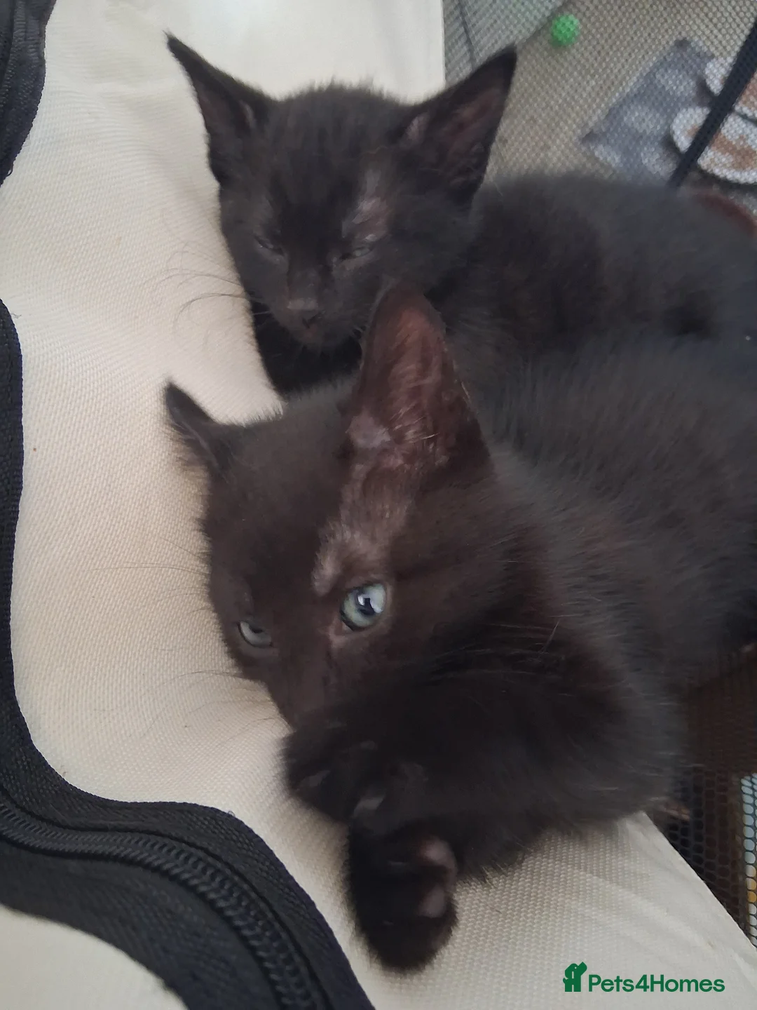 Mixed Breed cats for sale: 4 Beautiful Black Kittens 8 Weeks Old in Colchester - Advert 5
