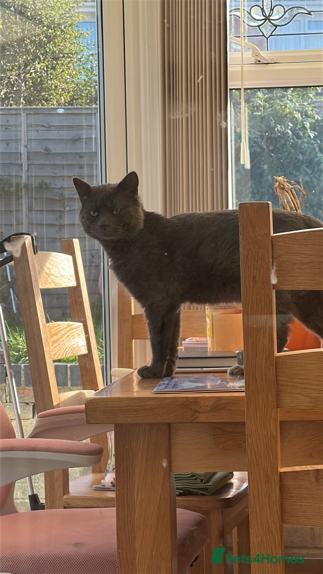 Chartreux cats for sale: ADOPTION - Perfect Cat - Rare Breed - Image 5