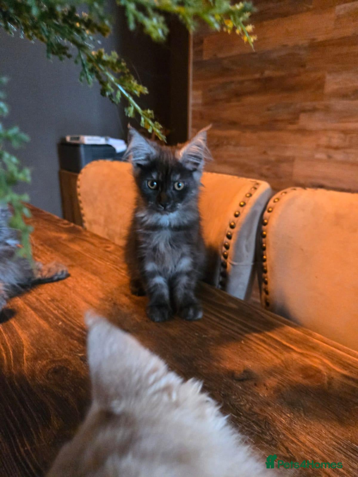 Maine Coon cats 3 Males available 1 Blue 1 Cream 1 Cream smoke  - Advert 2