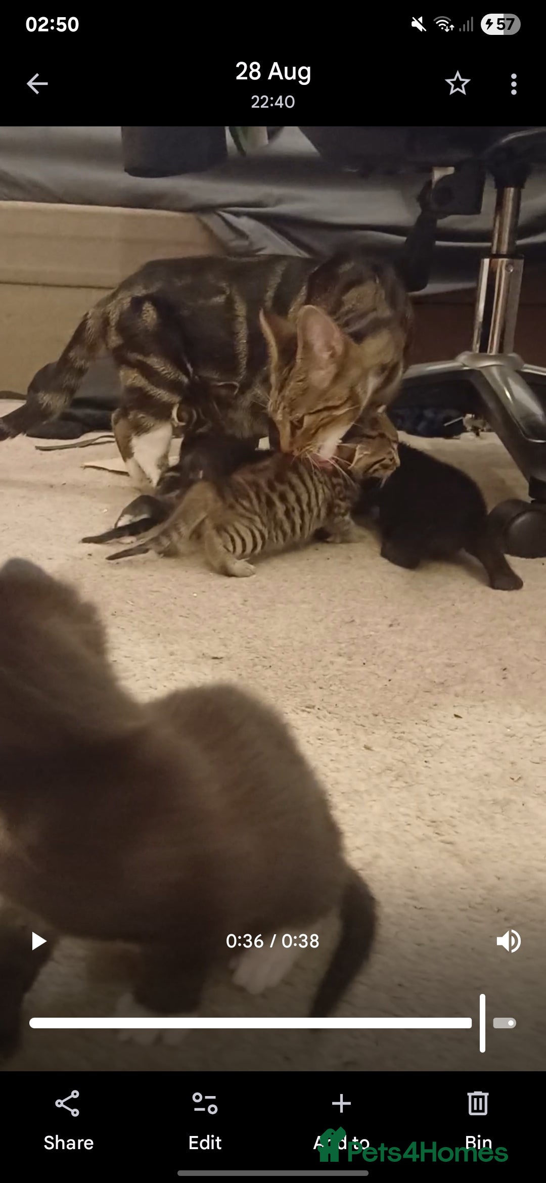 Mixed Breed cats for sale: 5 kittens available on Oct 2nd-9th - Image 6