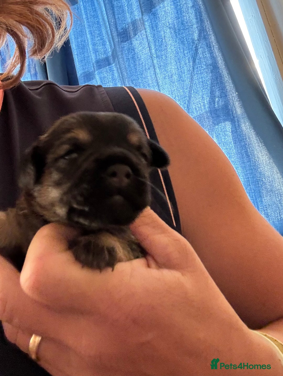 Border Terrier dogs for sale: Gorgeous Border Terrier girl - Image 2