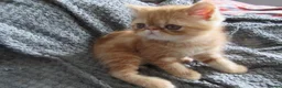 Exotic cats for sale: Lovely exotic kittens - Advert 5