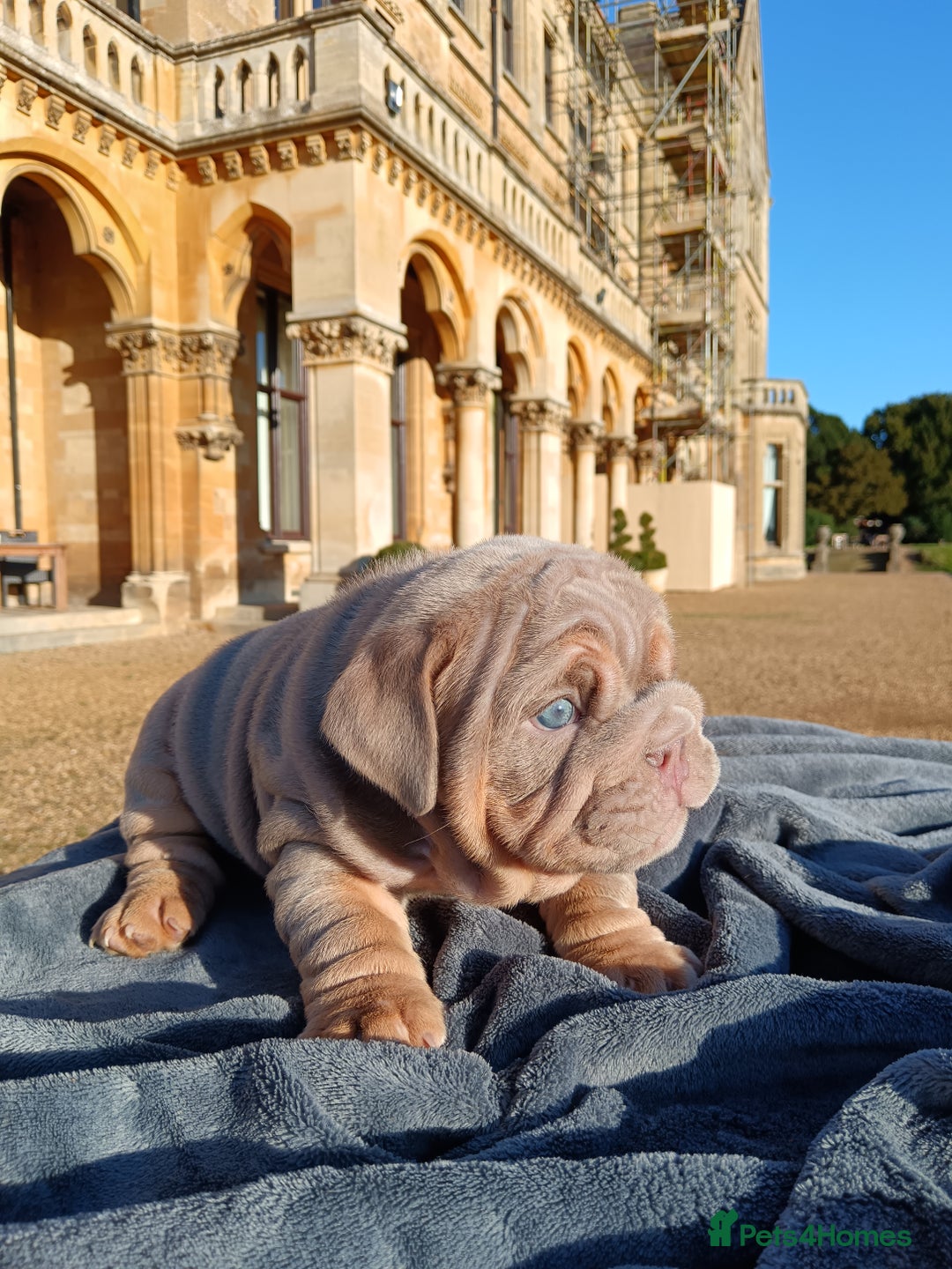 English Bulldog dogs for sale: 2 stunning males from the world famous Mr muscle  - Advert 31
