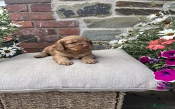 Cockapoo dogs for sale: Beautiful Toy Cockapoo puppies - Image 7