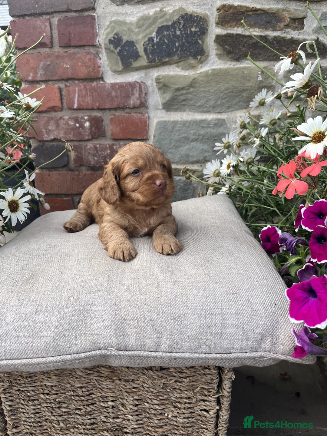 Cockapoo dogs for sale: Beautiful Toy Cockapoo puppies - Image 7