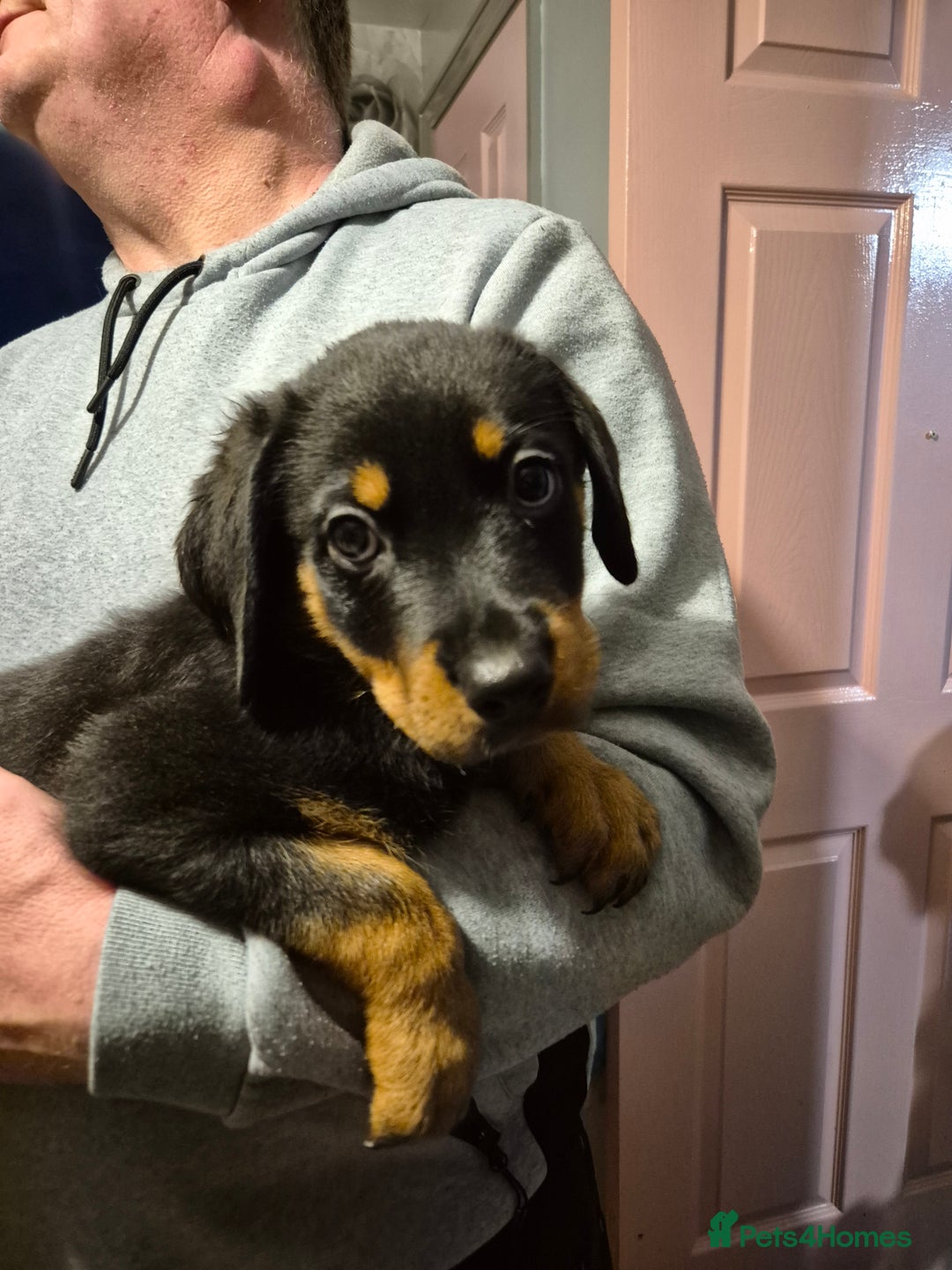 Rottweiler dogs for sale: One beautiful rottweiler boy - Advert 9