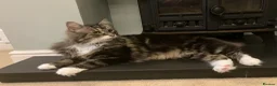 Mixed Breed cats for sale: Large loving male long haired tabby in Malvern - Advert 2