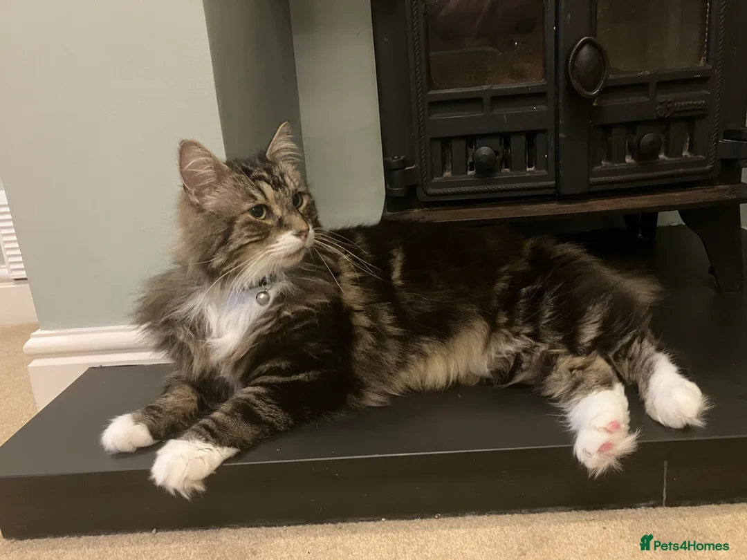 Mixed Breed cats for sale: Large loving male long haired tabby in Malvern - Advert 2