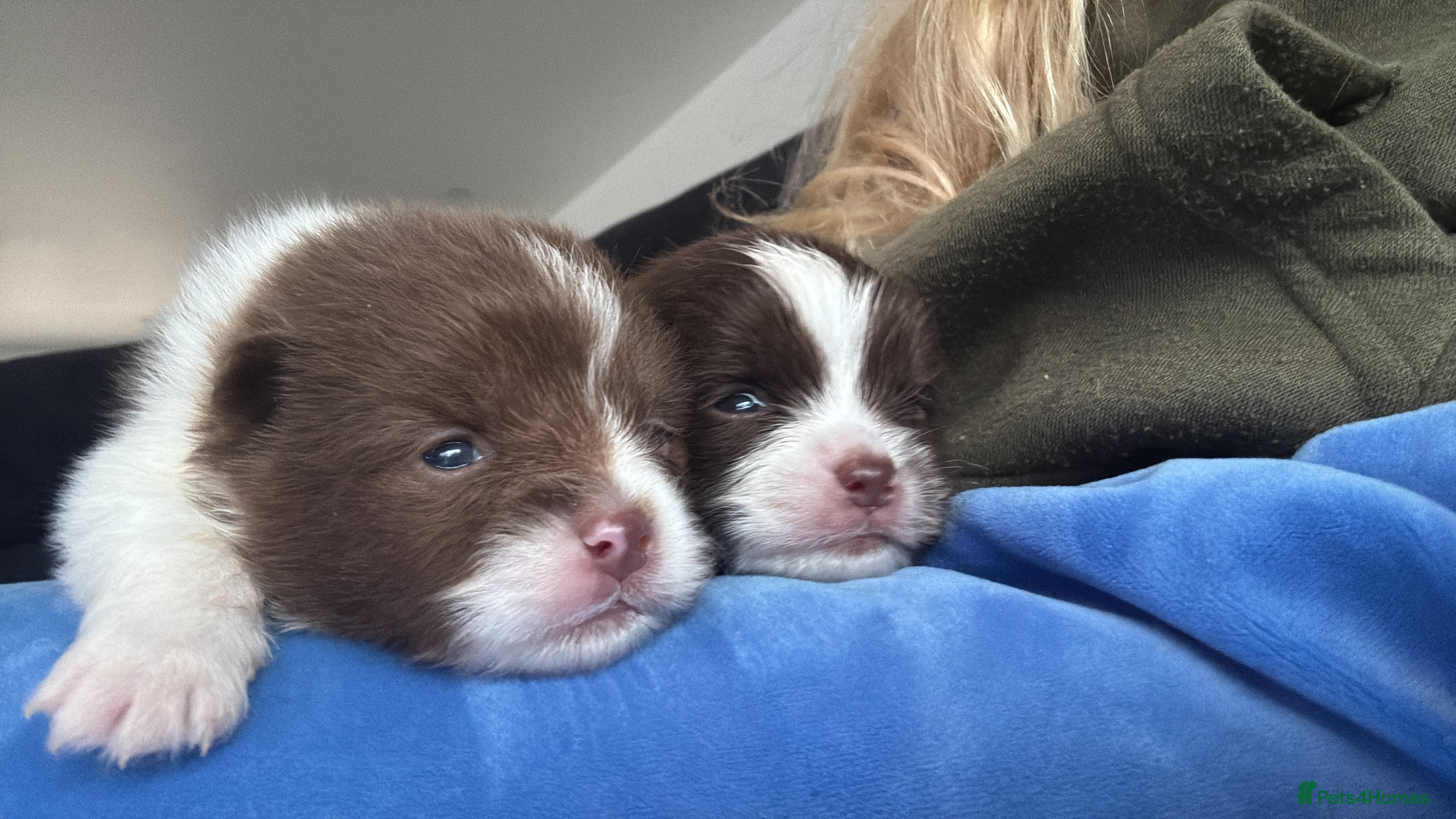 Pomeranian dogs Kc Beautiful chocolate parti poms 🤎🤍 - Advert 1