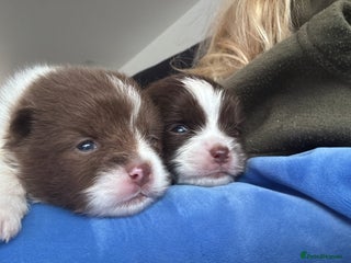 Pomeranian dogs Kc Beautiful chocolate parti poms 🤎🤍 - Advert 5