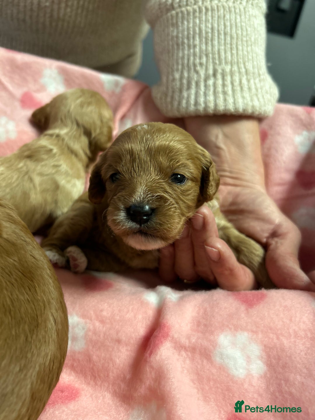 Cavapoo dogs for sale: Stunning litter of F1 cavapoo puppies,DWKC reg  - Advert 6
