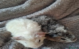 Guinea Pig rodents for sale: Pair of female babies ready now - Advert 7