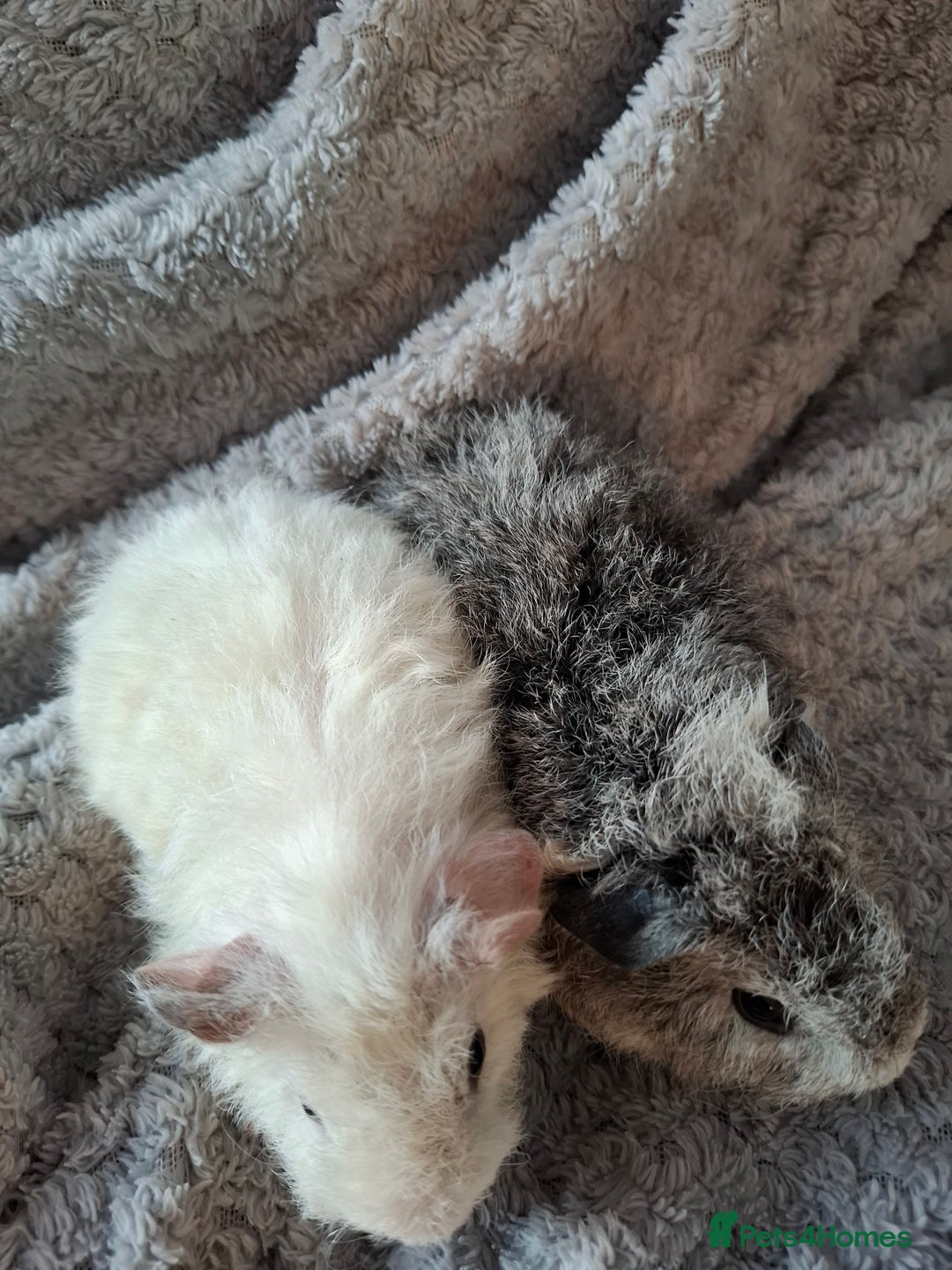 Guinea Pig rodents for sale: Pair of female babies ready now - Advert 7
