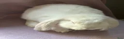 French Lop rabbits for sale: French lop baby - Advert 4