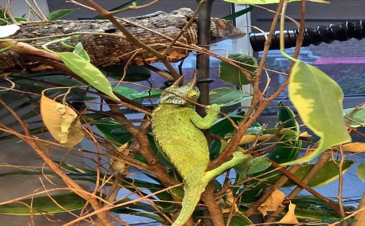 Chameleon reptiles - Advert 2