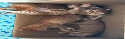 Mixed Breed cats for sale: Ginger mix with ragdoll  - Advert 9