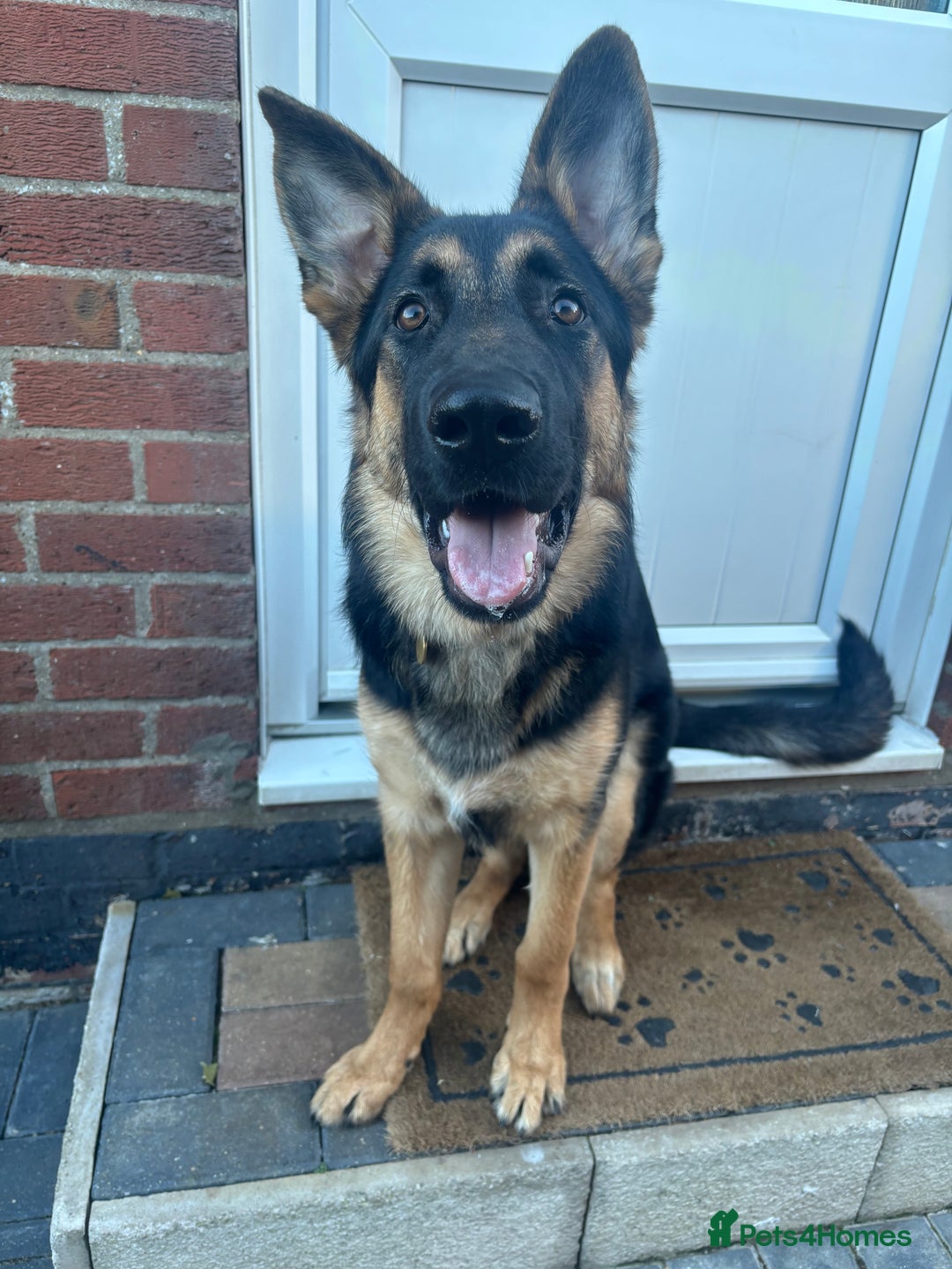 German Shepherd dogs for sale: 7 month old German shepherd. - Image 3