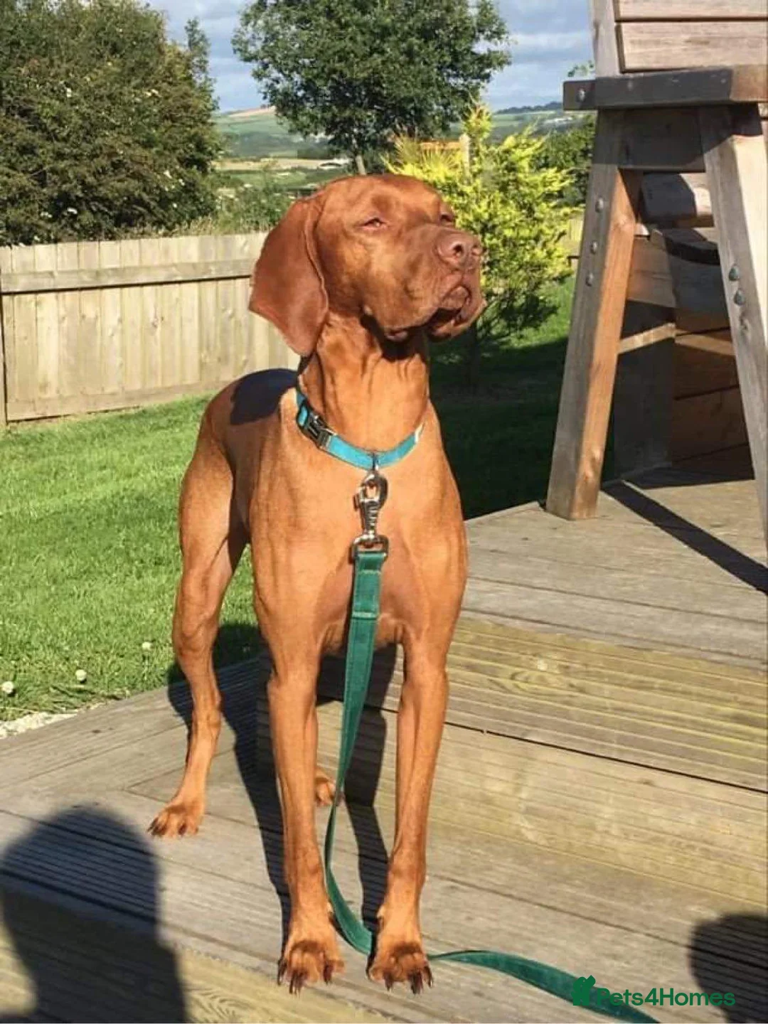 Hungarian Vizsla dogs for sale: Third beautiful litter from our stunning Ginny - Advert 2