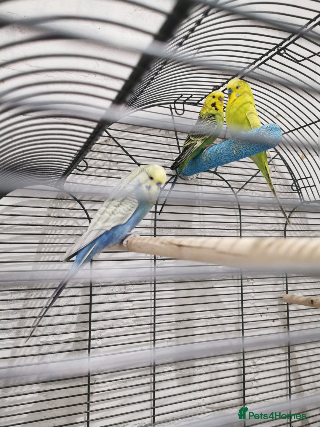 Budgerigars birds for sale: 2 boys and 1 girl budgies + big cage - Advert 2