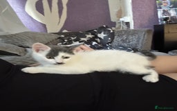 Mixed Breed cats for sale: 2 kittens for sale  - Image 2