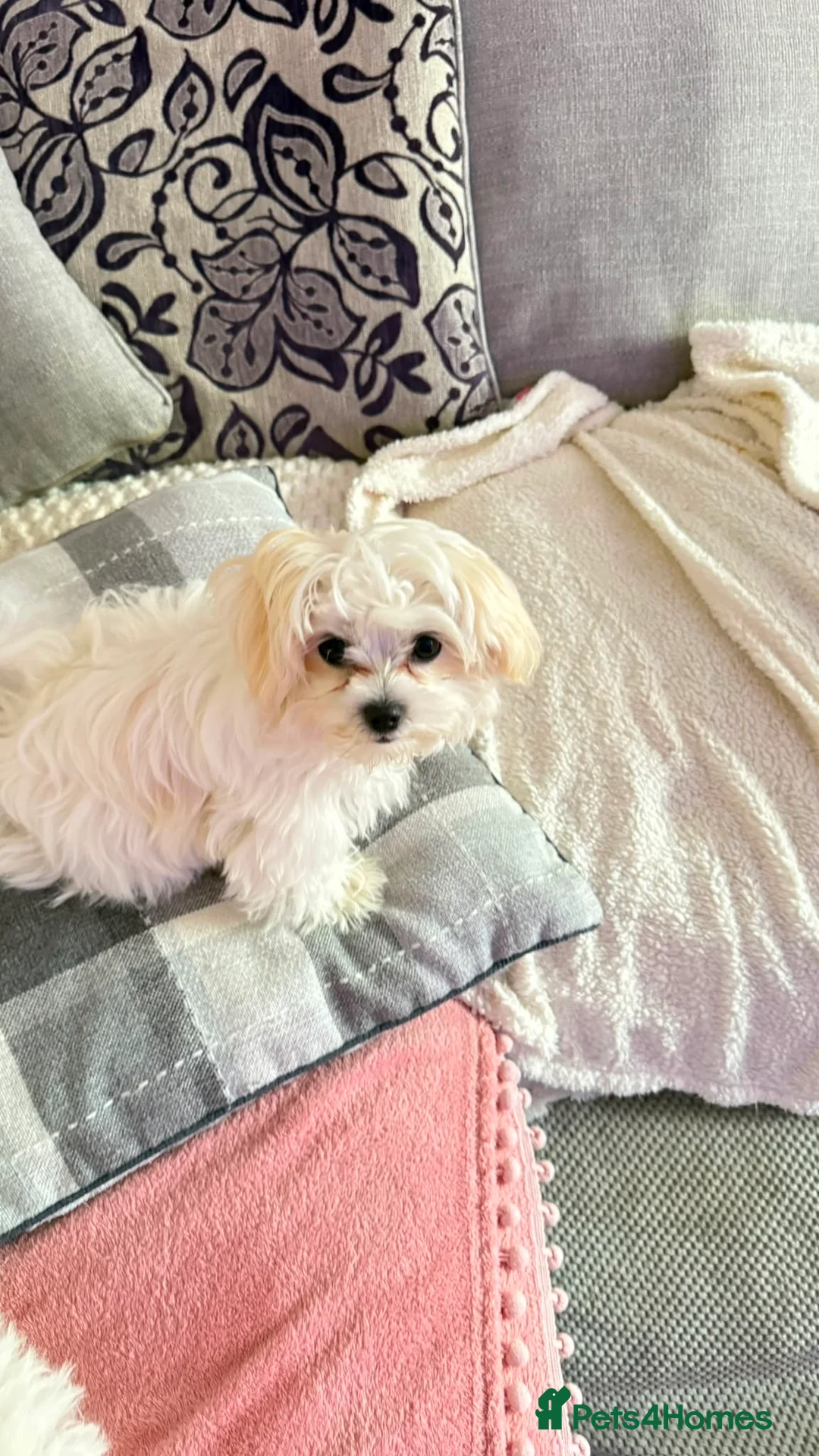 Maltese dogs for sale: 🐶 Beautiful Maltese Puppies for Sale 🐶 in Hayes - Advert 8