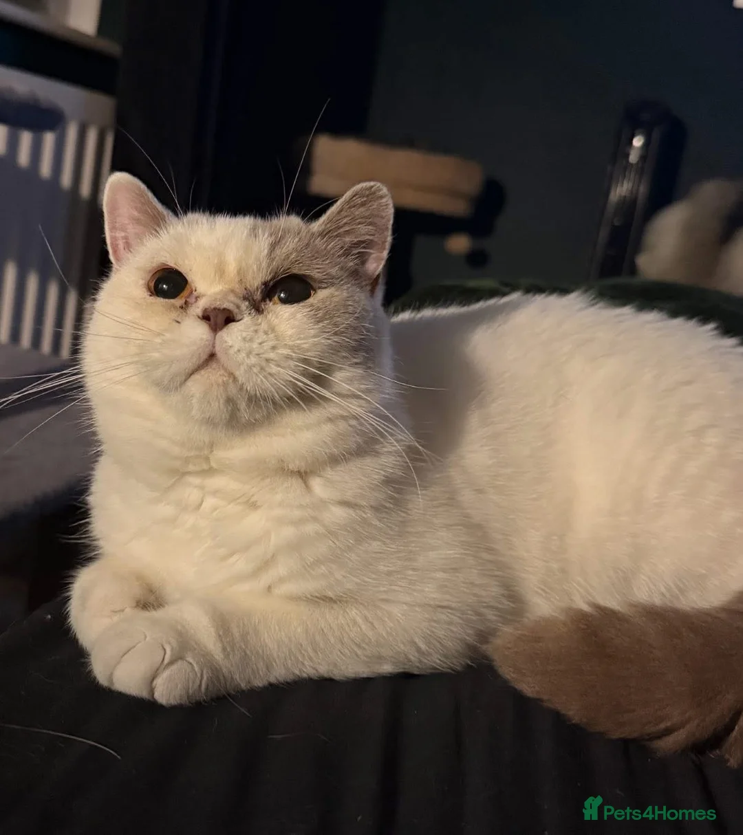 British Shorthair cats for sale: GCCF BLH AND BSH LILAC BI BOYS - Advert 2