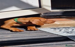 Hungarian Vizsla dogs for sale: Gorgeous bouncy and healthy vizsla pups - Image 9