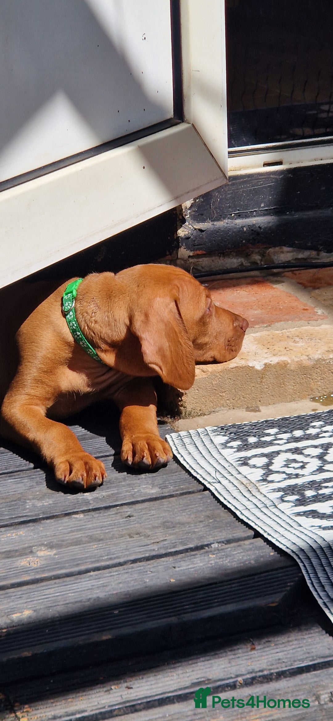 Hungarian Vizsla dogs for sale: Gorgeous bouncy and healthy vizsla pups - Image 9